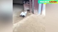 AMAZING COMPILATION LIKE A BOSS  