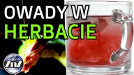 W torebkach z herbatą znaleziono DNA tysięcy owadów! #shorts