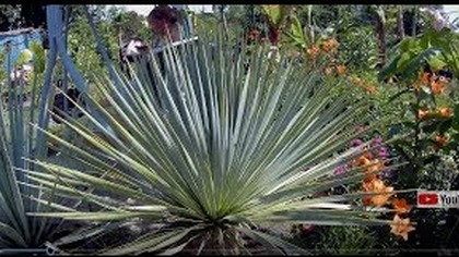 Odc. 470-Yucca rigida,rostrata,musa velutina,grand nain,veinte cohol,wilgotność w szklarni