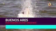 Buenos Aires - Pomarańczowe drzewa 1080p