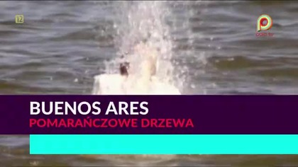 Buenos Aires - Pomarańczowe drzewa 1080p