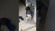Jaszczurka uratowana, woda z lodem dla psow na upały