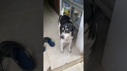 Jaszczurka uratowana, woda z lodem dla psow na upały