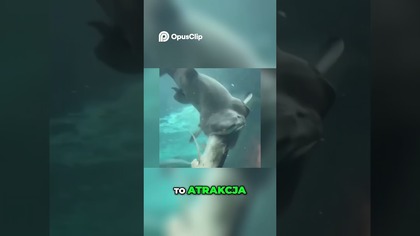 Rekin zjada rybę! Szok w akwarium!