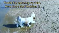 How My Cute Puppy Play - First Swimming - VideoOfTheDay