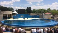 delfiny zoo aquarium