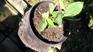 #87 Bananowiec fajny do uprawy domowej - (Musa acuminata) Super Dwarf Cavendish