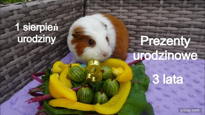 Trzecie urodziny świnki Meli