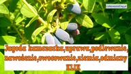 69 Jagoda kamczacka uprawa, podlewanie,nawożenie,owocowanie,ziemia,odmiany
