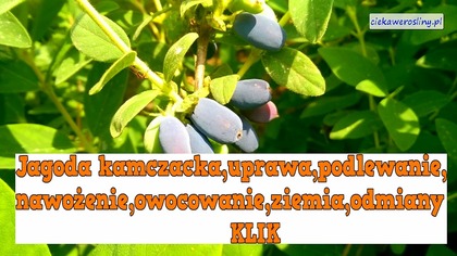 69 Jagoda kamczacka uprawa, podlewanie,nawożenie,owocowanie,ziemia,odmiany
