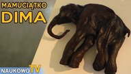Dima  znalezisko które zapoczątkowało wizję sklonowania mamuta