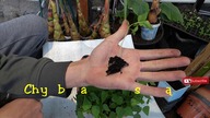 Odc 449-Roczne papaje+przesadzanie małych papai.  Papaja carica,formosa.