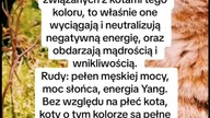 Kolor kota a zdolności magiczne  #ezoteryka #magic #ela