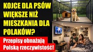 Kojce dla psów większe niż kawalerki dla Polaków | Nowe przepisy obnażają rzeczywistość