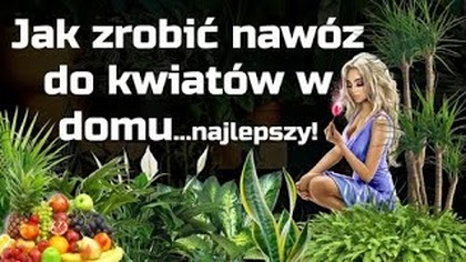 Jak zrobić nawóz do kwiatów  najlepszy nawóz!