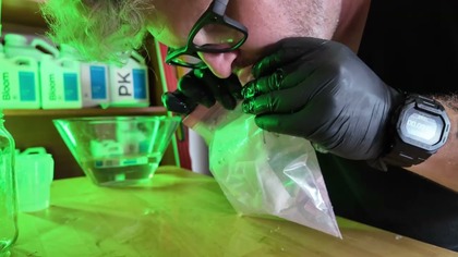 ZACZYNAMY UPRAWĘ! Kiełkowanie LEGALNYCH odmian | GrowVlog S03 Odc01