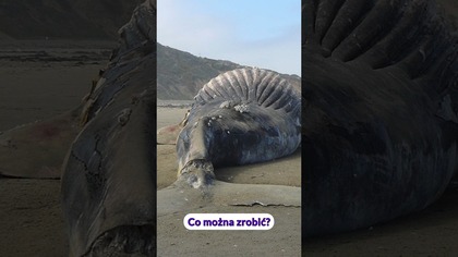 Czy da się uratować wieloryba wyrzuconego na mieliznę?