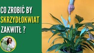 SKRZYDŁOKWIAT po kwitnieniu - co zrobić, by zakwitł ponownie, jak dbać, nawozić?