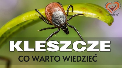 KLESZCZE CO WARTO WIEDZIEĆ? JAK ZAPOBIEGAĆ I ROBIĆ PO UKĄSZENIU? NATURALNE SPOSÓBY.