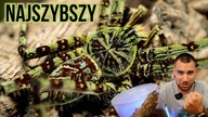 To jest NAJSZYBSZY pająk jakiego mam! Heteropoda boiei 