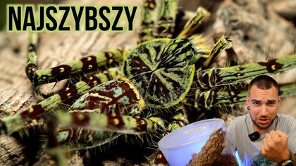 To jest NAJSZYBSZY pająk jakiego mam! Heteropoda boiei 