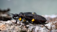 ASSASSIN BUG -  Pluskwiak dwuplamy Platymetris biguttatus !