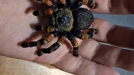 Ptasznik pomarańczowokolanowy (Brachypelma hamorii) Venomous Art tribute - dr Piotr Napierała