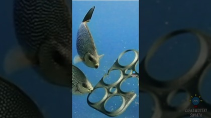 MARKA PIWA OPRACOWAŁA JADALNE OPASKI