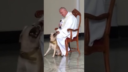 Ksiądz i pies #humor #śmieszne
