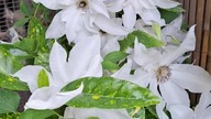 Clematis BEAUTIFUL BRIDE #clematisy