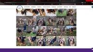 ADOPTCJA PSA CZY KOTA ODCINEK 5