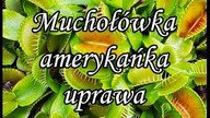 Ugryzła mnie ! Muchołówka amerykańska (Dionaea muscipula) - uprawa