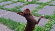 Tolka nie przechytrzysz #chihuahua
