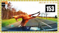 Zderzenie z sarną przy wyprzedzaniu #Film Widza #153