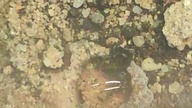 Wiwarium Camponotus nicobarensis // Schodzimy pod ziemię ?!?! // Aktualizacja //
