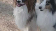 Woman Playing with Two Pet Dogs