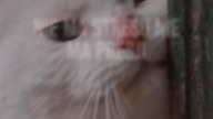 Kot się mizia, Kot się łasi  #catsofyoutube #polskirap #cats #muzyka