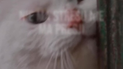 Kot się mizia, Kot się łasi  #catsofyoutube #polskirap #cats #muzyka