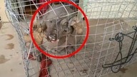 Przerażające Stworzenia, Które Ukrywają Się Wśród nas