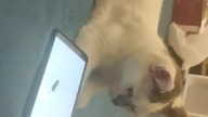 Yummie i myszka z telefonu