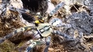 Przekładanie dorosłych samic Heteroscodra maculata, Poecilotheria ornata oraz BONUSY!