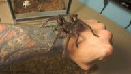 Ptasznik goliat(Theraphosa blondi) już L6!  DUŻO GRATISÓW!