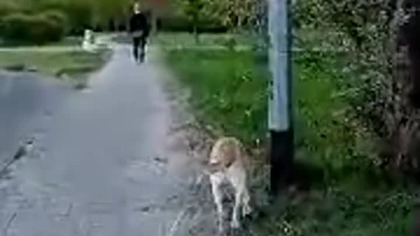 Rekordowa ilość kleszczy złapanych przez Rubika na jednym spacerze! Uważajcie na siebie, jest sezon