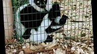 Czy wycieczka do największego zoo w Polsce była udana #zoo #short #wrocław