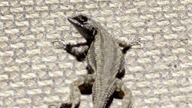 Ogrodowa jaszczurka kolczasta - Sceloporus occidentalis