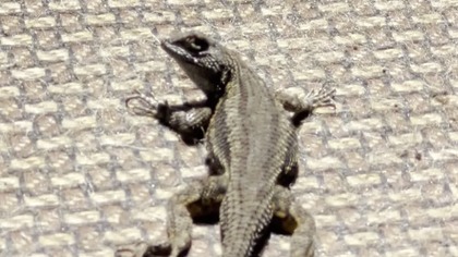 Ogrodowa jaszczurka kolczasta - Sceloporus occidentalis