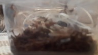 Neoholothele incei classic  karmienie