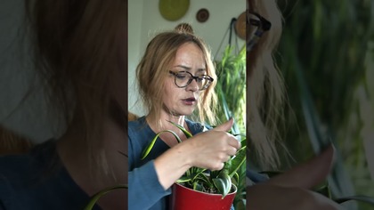 Dostałam kolejne #rośliny do ratowania!