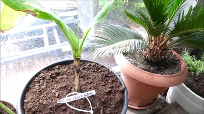 #280.  Cz. 1- Banan Musa acuminata grand nain- Banany chiquita ! :)