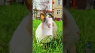 NAJSTARSZY KRÓLIK W POLSCE